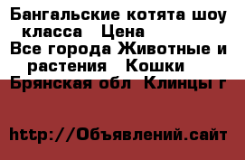 Бангальские котята шоу класса › Цена ­ 25 000 - Все города Животные и растения » Кошки   . Брянская обл.,Клинцы г.